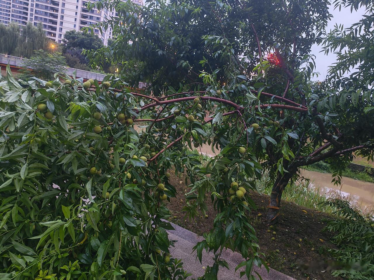 昨天一场大雨，路边桃树累累的果实和湿漉漉的树叶把树枝压弯了，横在路上。感觉现