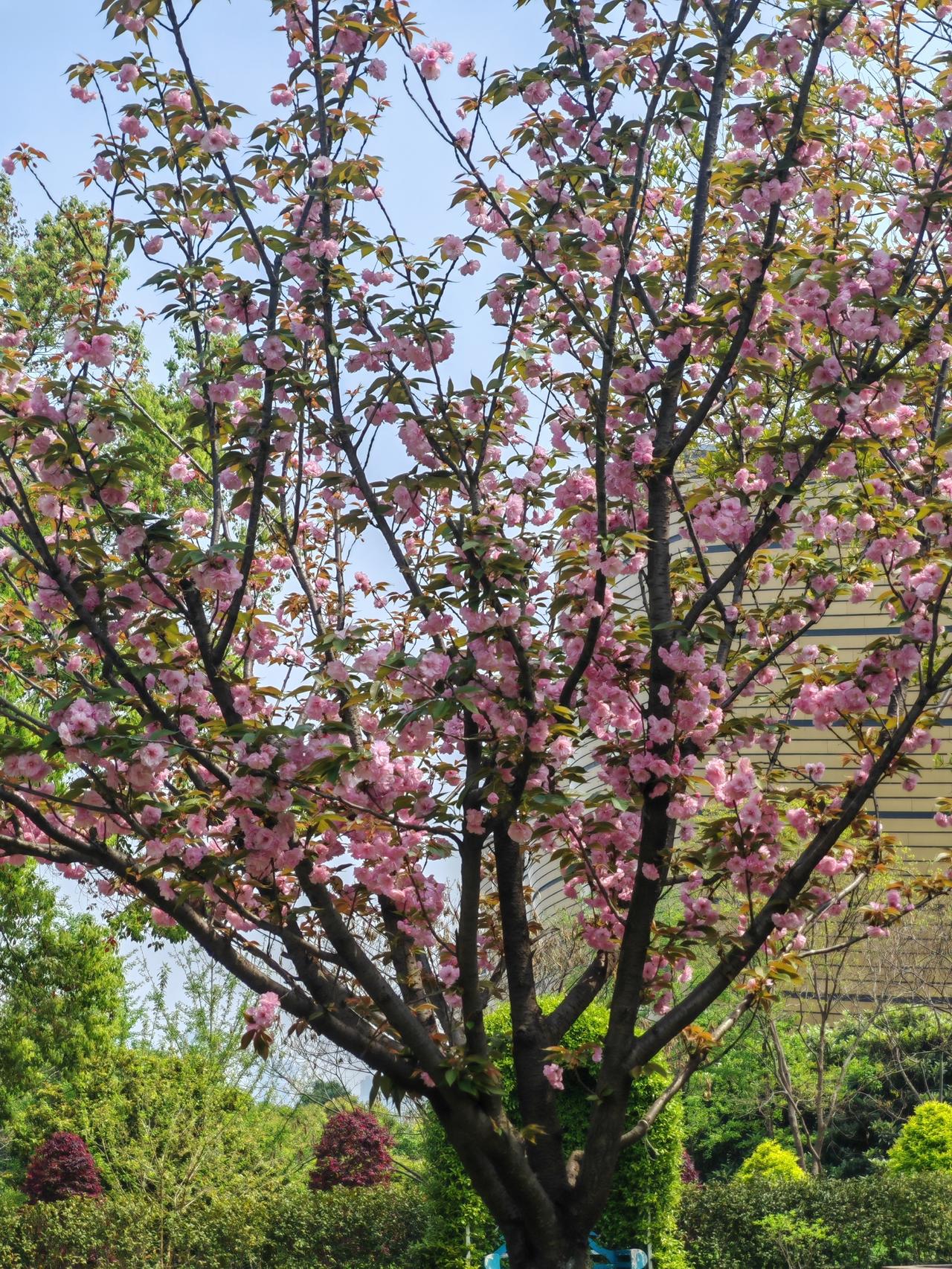沙湖公园的晚樱简直美爆了！最近武汉进入“百花接力”盛景，晚樱绚烂绽放，沙湖公园就