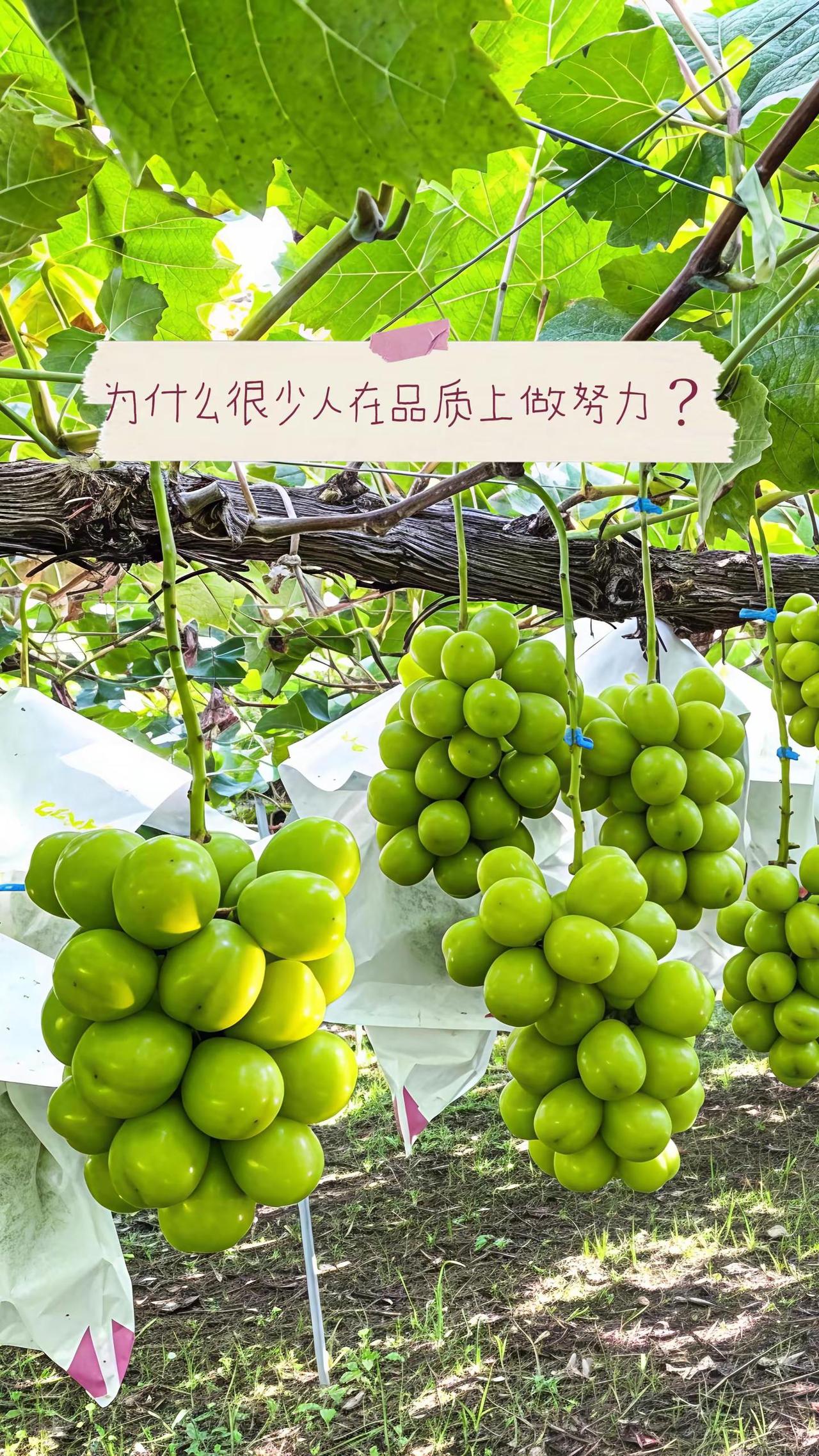 阳光玫瑰还有未来吗？答案是否定的。对于大部分阳光玫瑰种植户，达到存库的精品阳光才