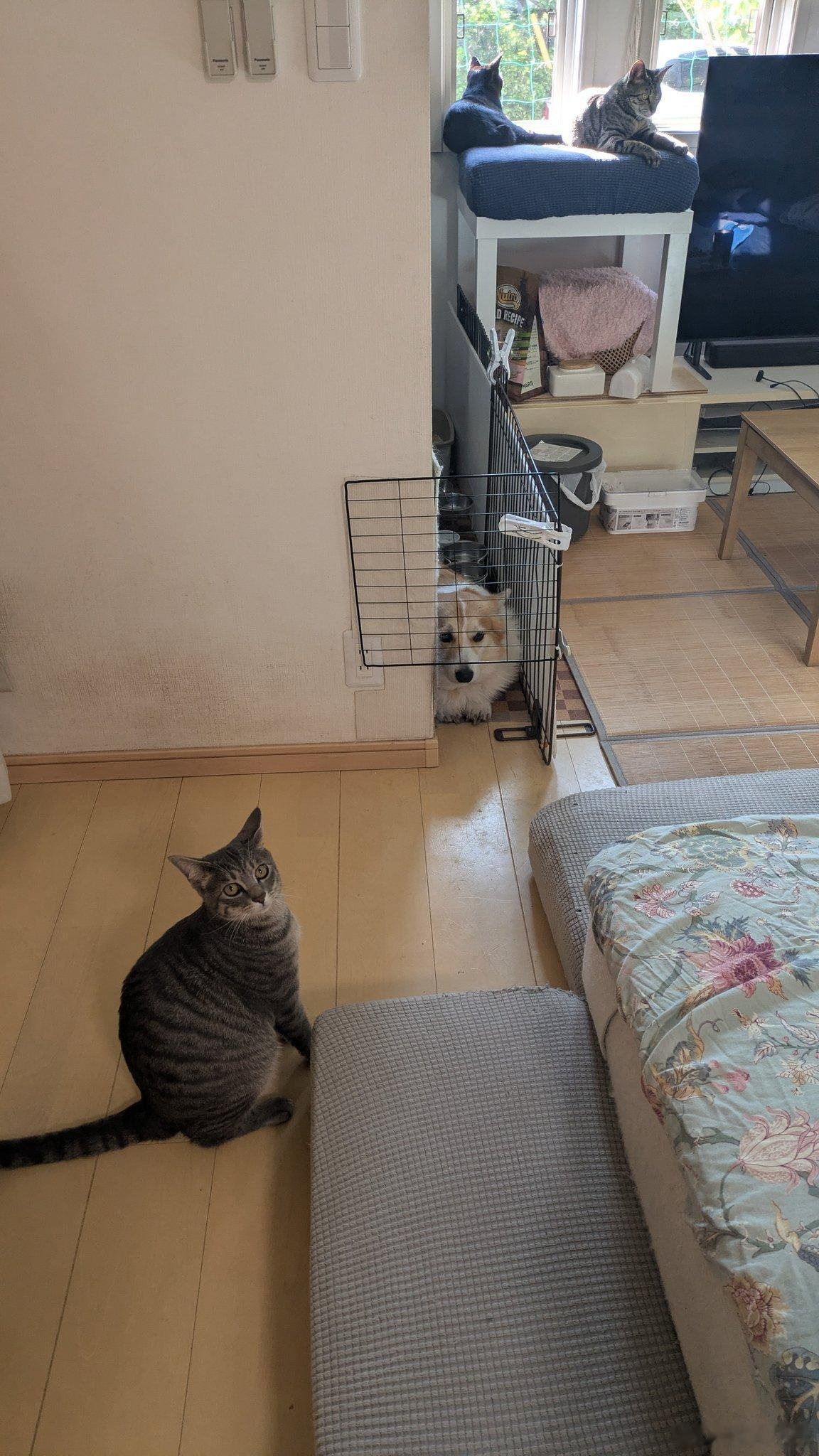 推主：听到猫咪「喵」的一声，回头一看，发现有个偷吃猫粮的小偷闯进了猫咪的地盘，现
