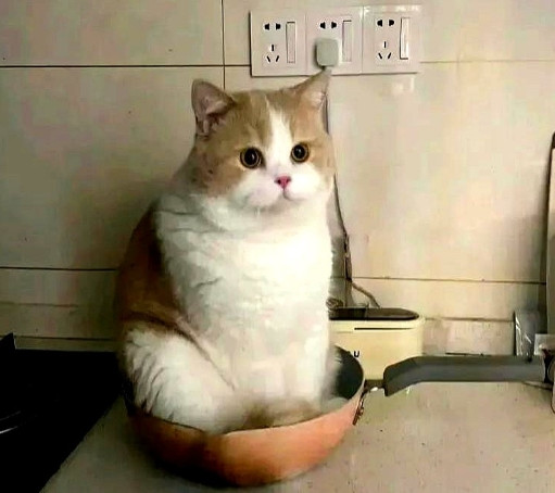 忘记给家里的猫咪添猫粮，就看见猫咪坐在了炒菜的铁锅里，一动不动