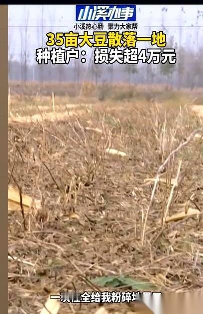 一个大男人，就那么站在自家地里，对着满地金黄的碎豆子，仰天大哭。一万四千多斤啊