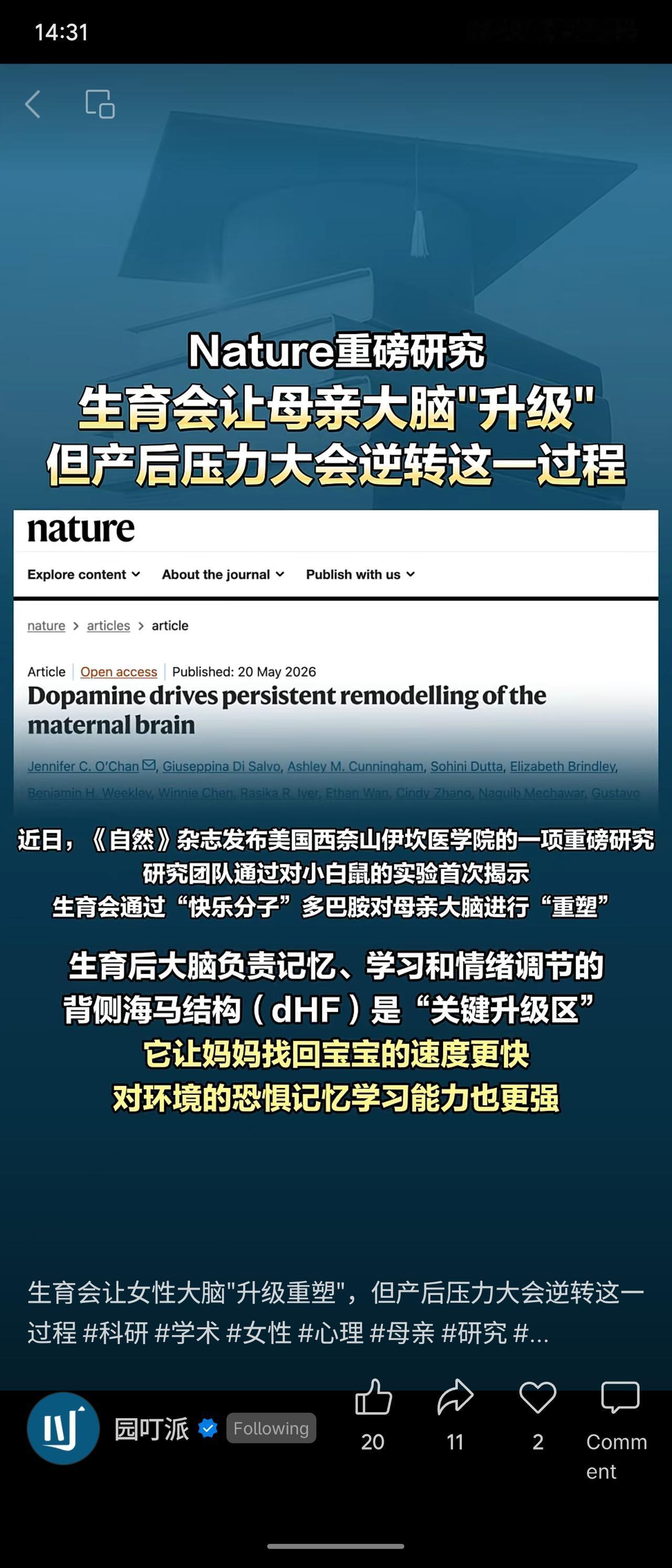 《自然》研究显示，生育通过多巴胺重塑母亲大脑，背侧海马区记忆、情绪调节能力显著增