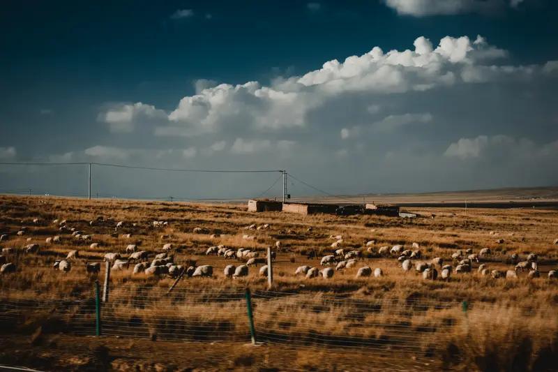 青海一家35口开大巴春节自驾游！全网羡慕的年味，藏在这趟千里旅程里你见过春