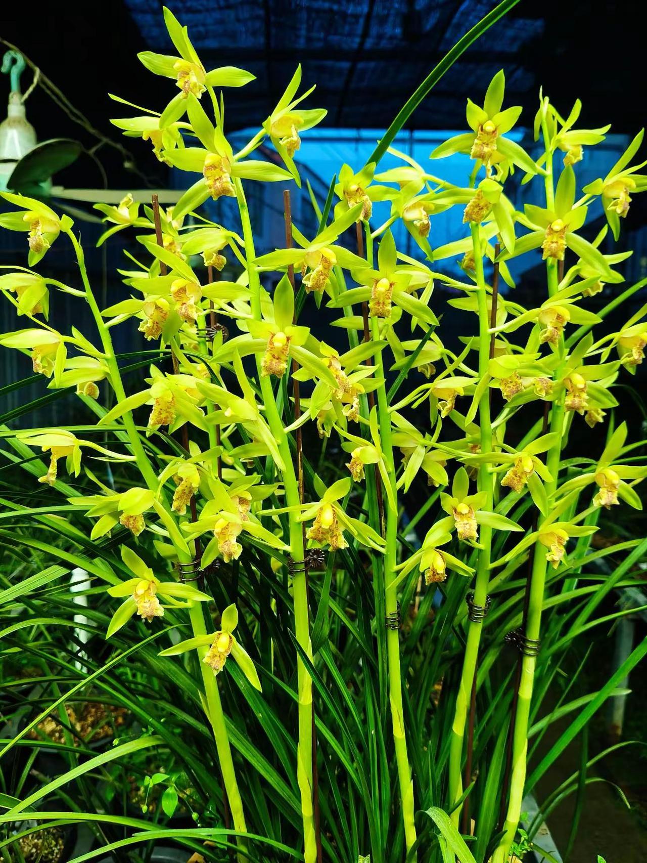 秦岭蕙兰种植兰花。🌿这丛秦岭蕙兰开得也太炸了！满枝嫩黄香气飘满屋，养兰的快乐直