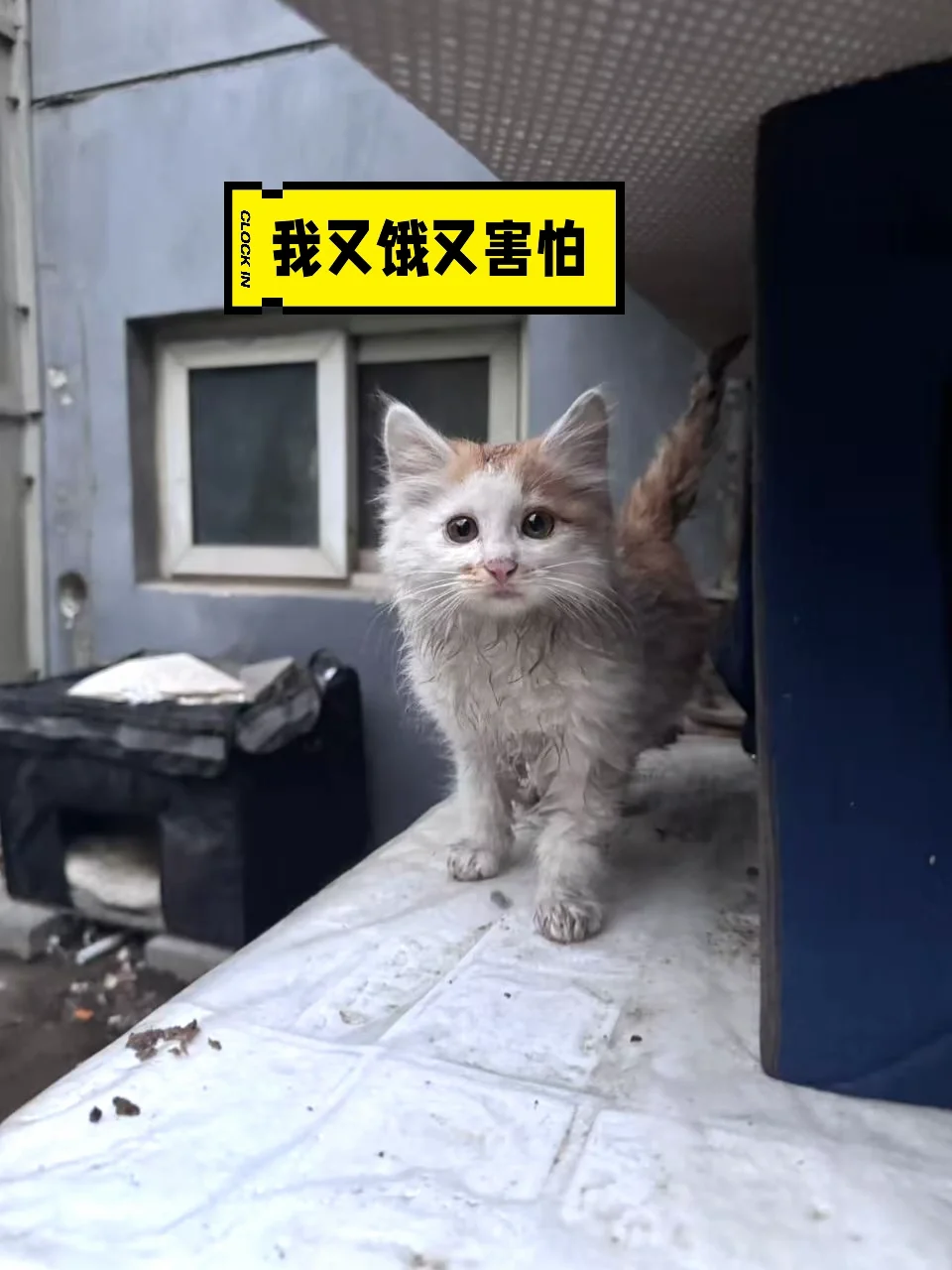 满眼忧桑的小奶猫想活着长大】一个多月的小奶猫，孤零零的被扔在这里，前几...