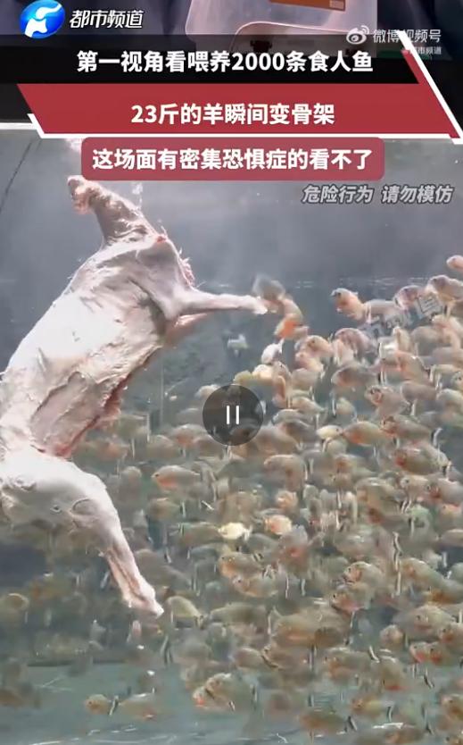头皮发麻！8月7日济南日报报道，广东，一博主为了搞点轰动的大场面，居然把整整23