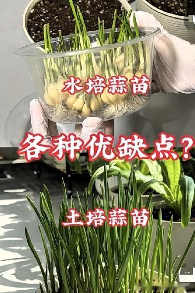 大蒜发芽是水培还是土培呢？家里大蒜放久冒芽别扔，好多人分不清该水培还是土培！