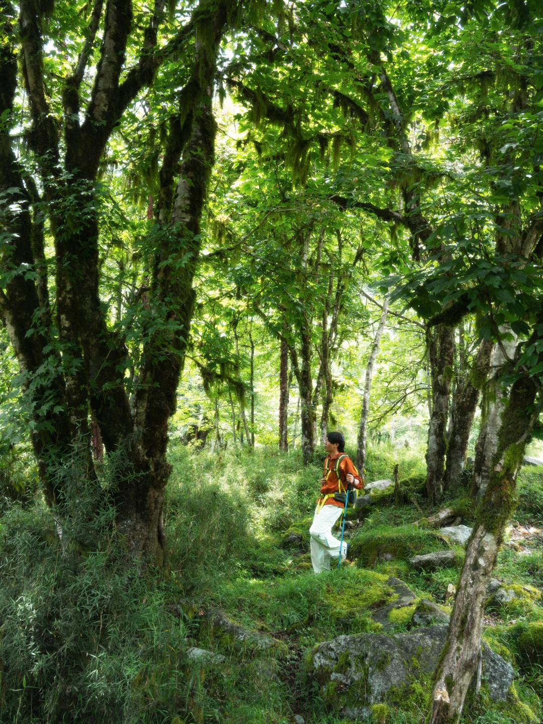 比起青城山，我更爱山野乌托邦里的23℃夏天