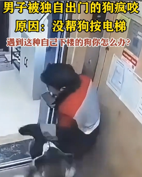 小伙乘坐电梯时，电梯门开时，一只独自外出的阿拉斯加犬走进电梯。小伙打开电梯想让阿