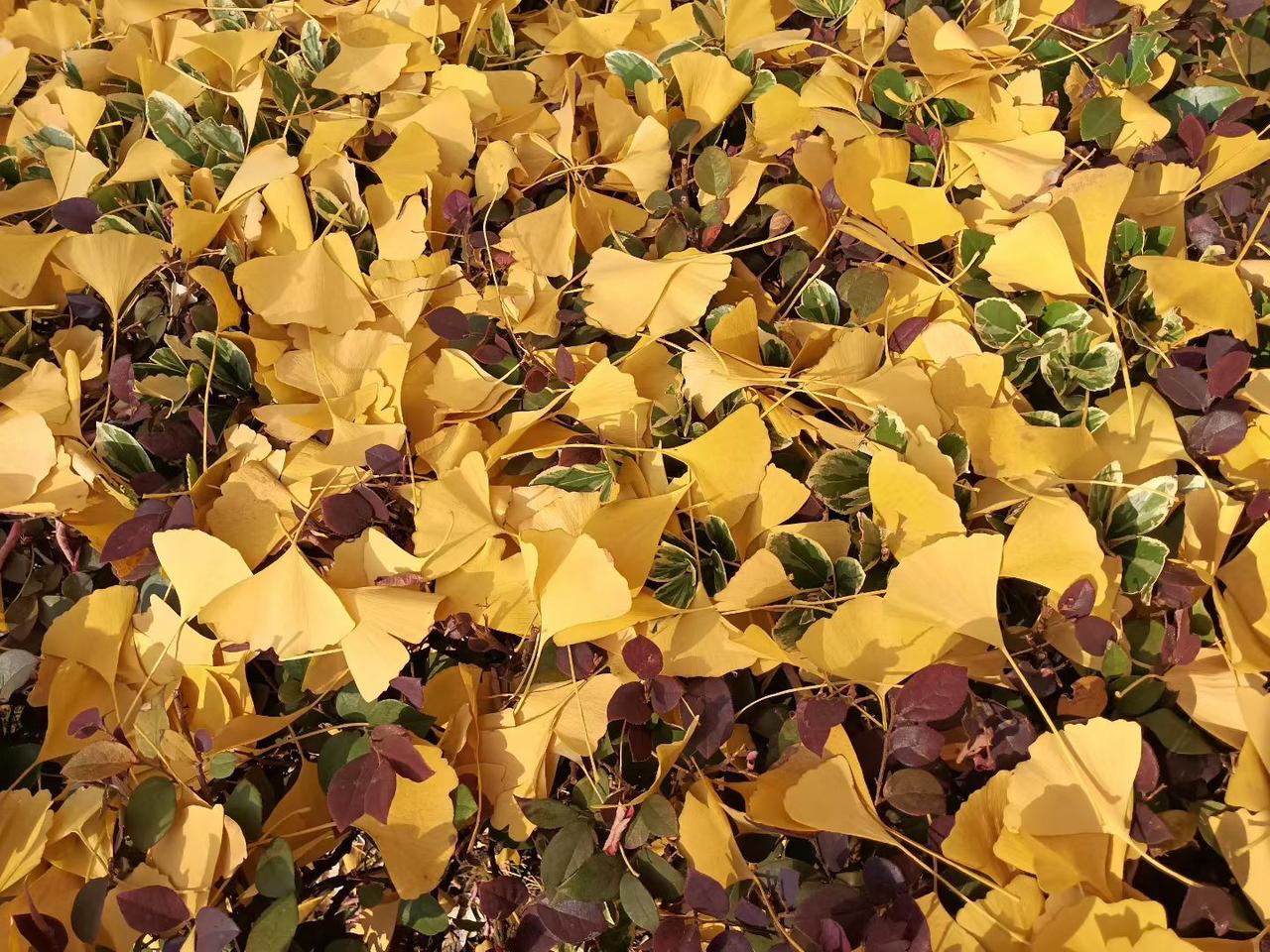 最美的秋景图片发几张分享几张随手一拍的一组秋景照片，您觉得美吗？