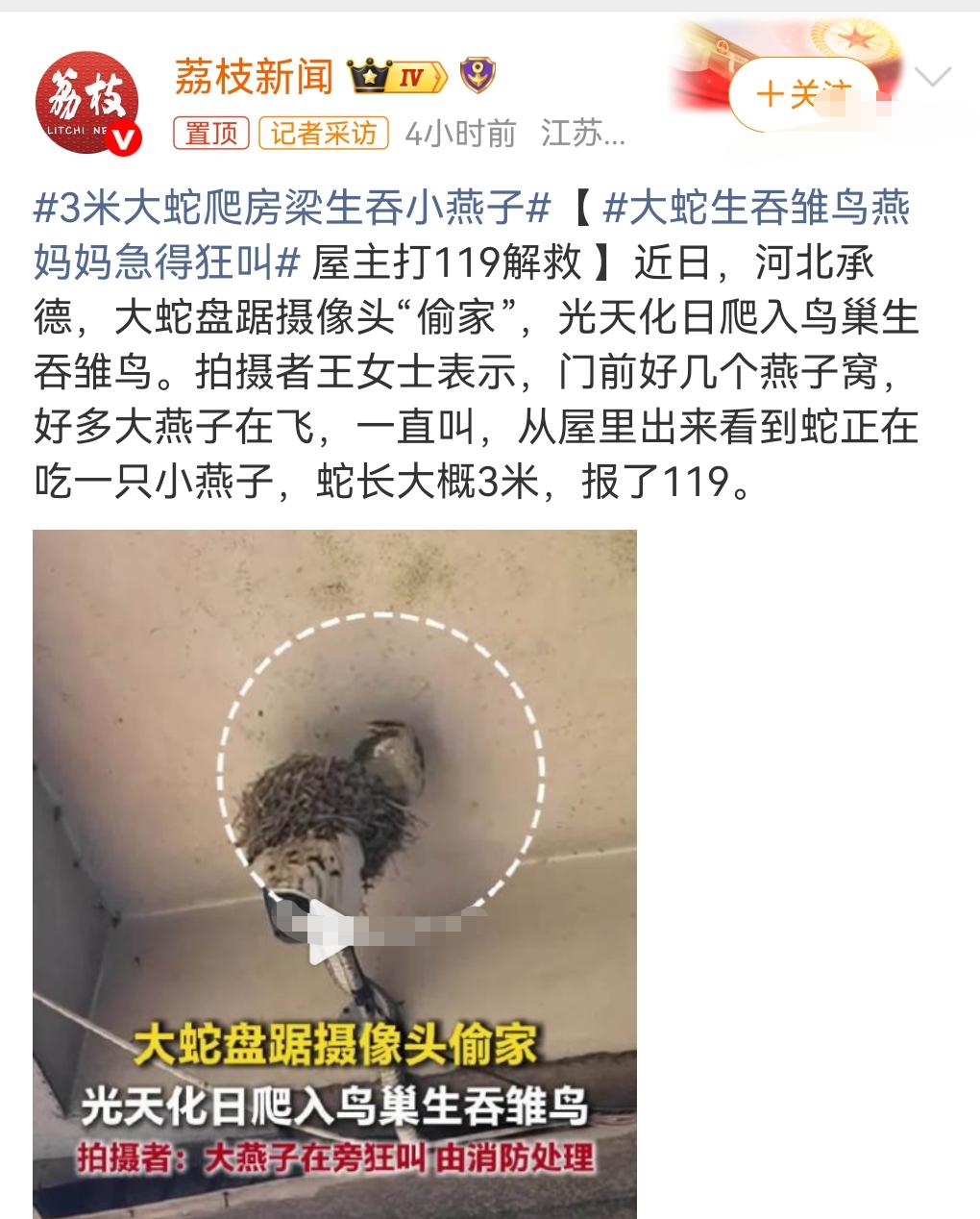 这真的是太丧心病狂，让人痛心，3米大蛇爬房梁生吞小燕子。小燕子对我们来说那是