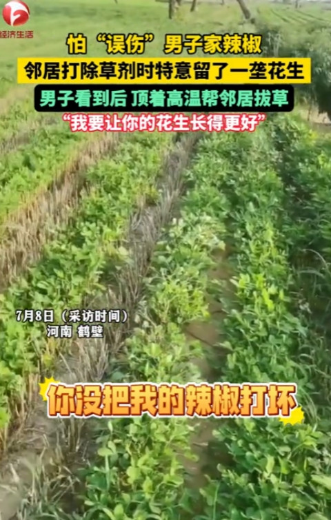 中国好邻居！河南鹤壁一男子去地里面看辣椒长势，发现邻居给花生地喷洒除草剂，唯独留