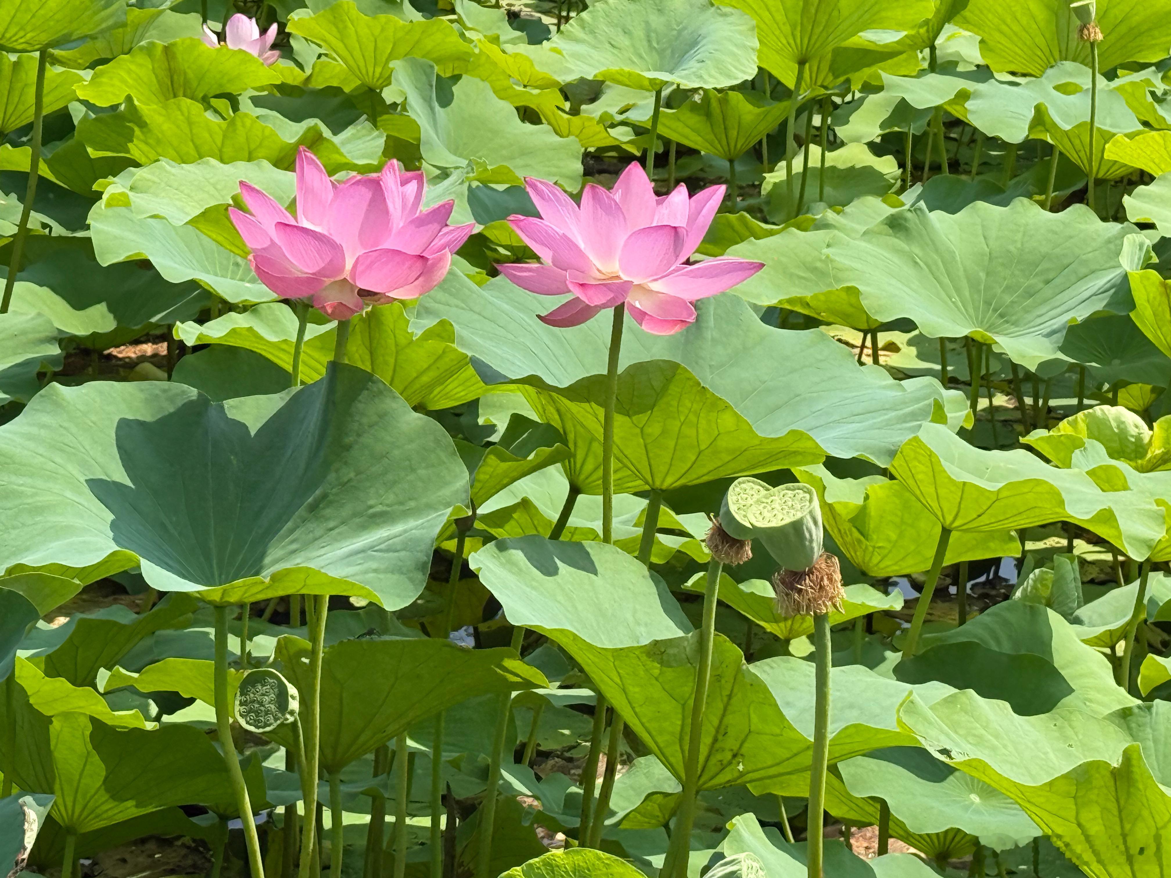 7月7号今年的小暑时节，五行的能量以火为主，今年的火能量更比往年要旺，那喜火的朋