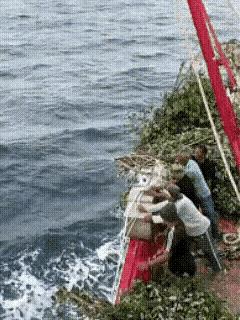 他们是想在海里种成一片大森林吗？
