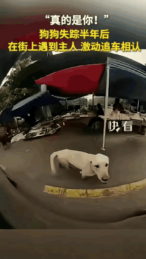 谁看了这事儿不鼻酸啊！重庆一男子半年前丢了狗，找遍全城都没消息，本来都以为再也见