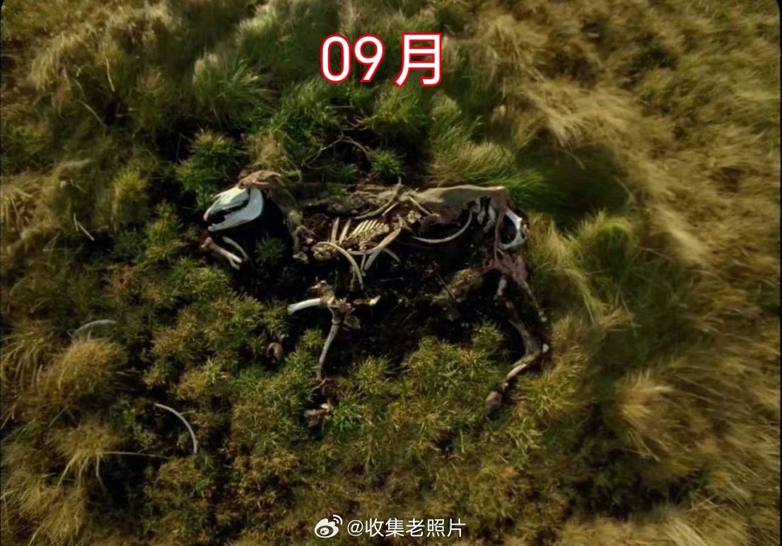 一匹小野马，死亡12个月的变化。最后化作骨架，为啥旁边草都茂盛些？