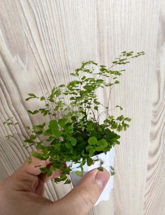 一个家庭里面有一个抑郁症患者，到底应该怎么办？她表面上看起来和正常人没什么区别，