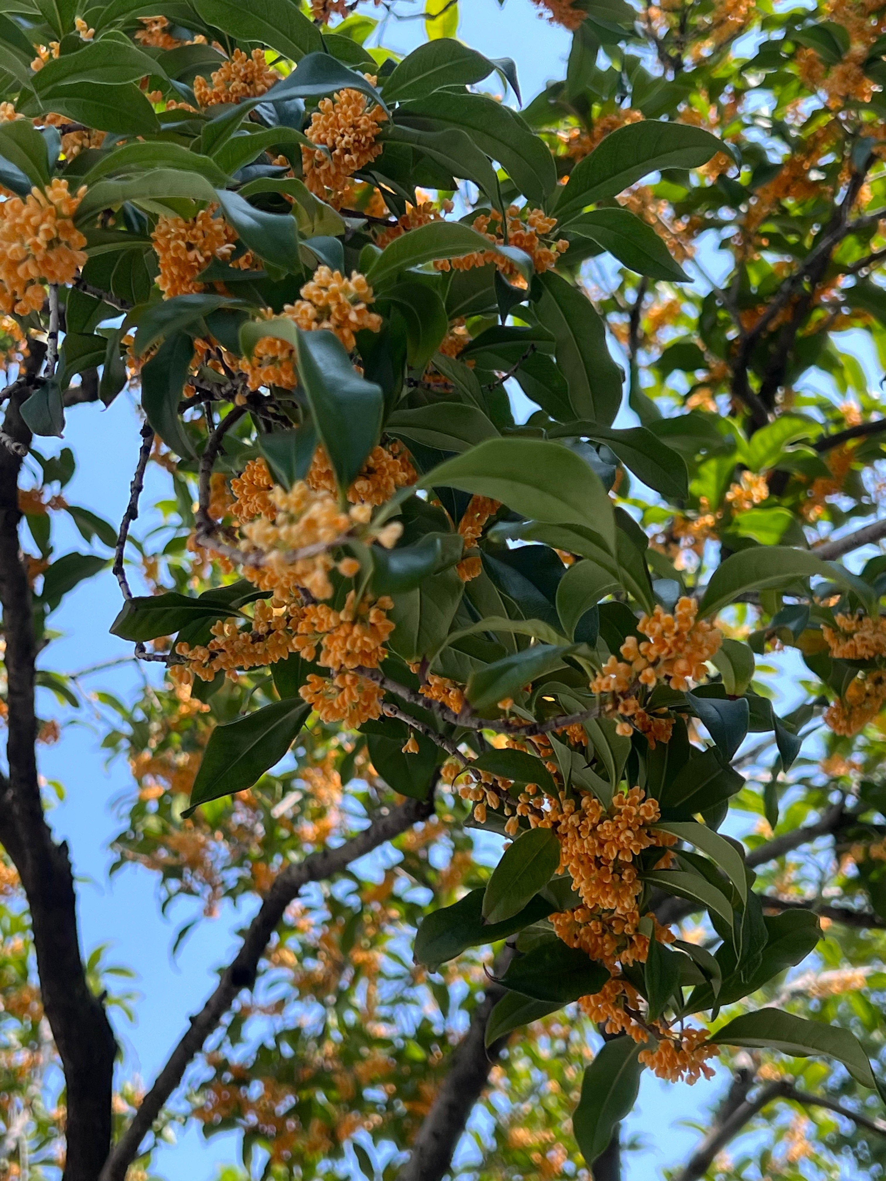 苏州桂花香气，一直都是我的心头好。昨日一整天，都泡在苏州的桂香之中。留园和拙政园