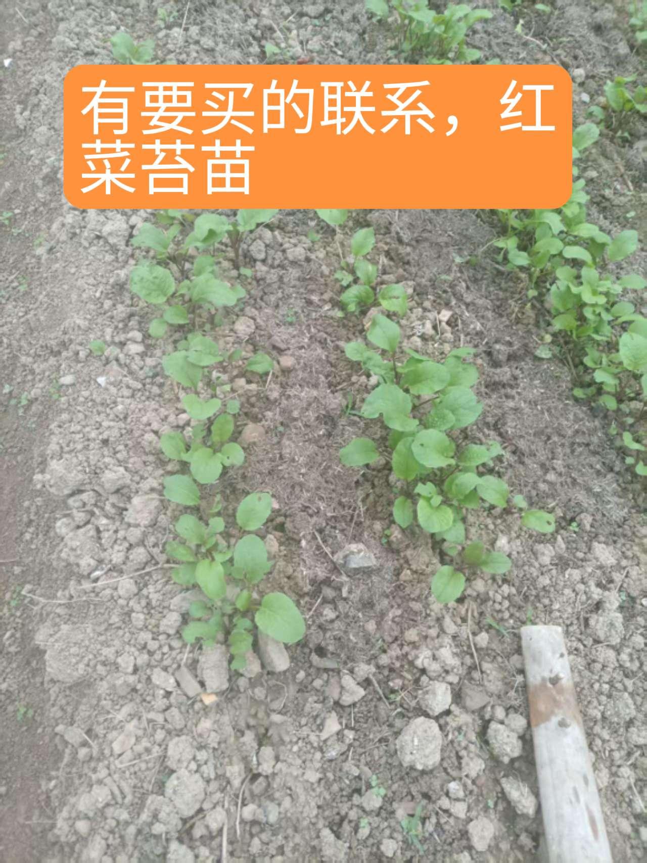 红菜苔苗可以移栽了，有要买的联系