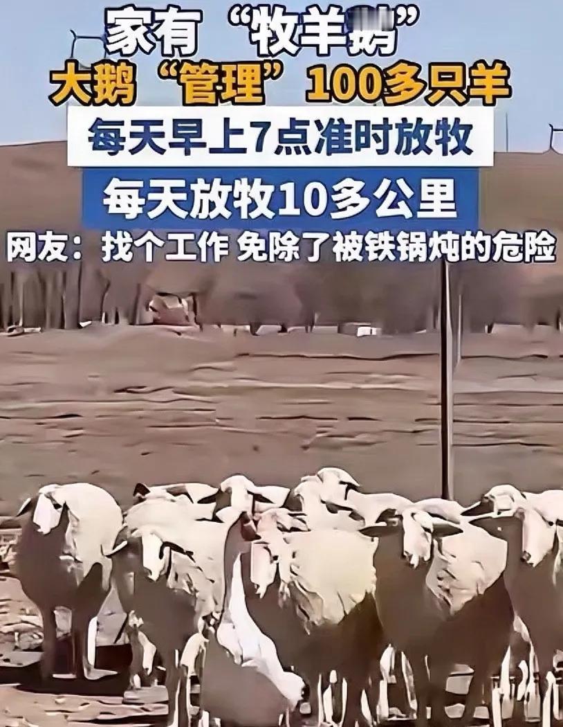 内蒙古一男子，因家中2只大鹅总打架，便把其中一只放在羊圈喂养，谁知，这大鹅竟然帮