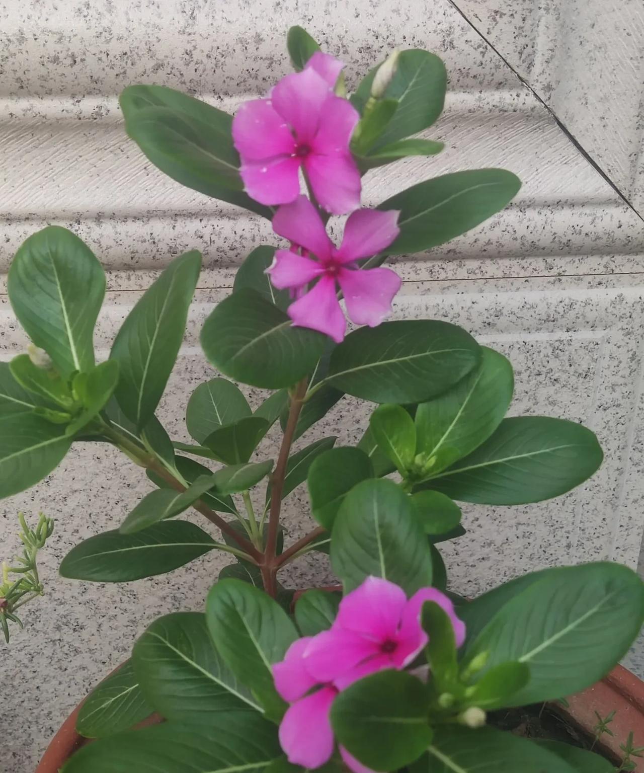#头号创作者激励计划#今年夏天，河北中南部地区发生了多年不遇的干旱天气。干旱少雨
