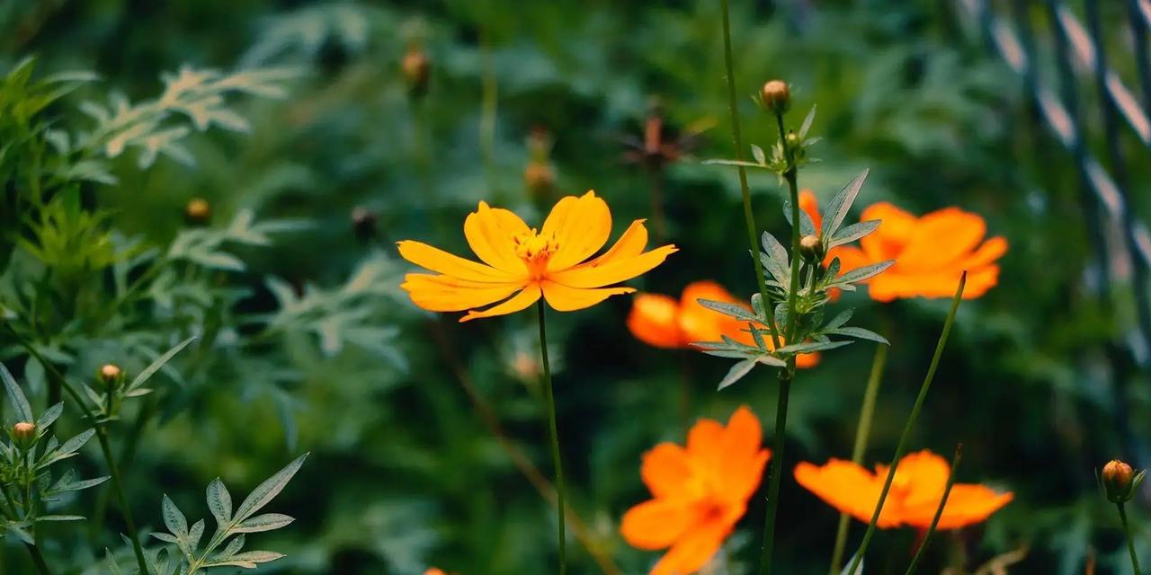 12月28日这个星期天，属马的朋友们，你们准备好迎接一波活力满满的日子了吗？事业