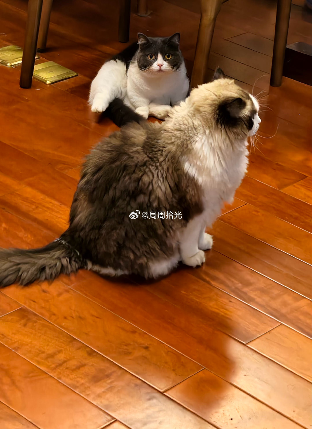 昆明地震了，打开家里6.30的监控看了下，可能是一楼的缘故，什么都没晃。两只傻猫也不知道躲在哪里，没