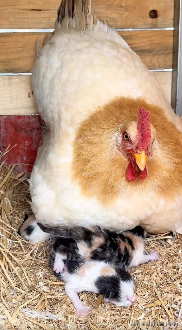 看什么，连你一块孵