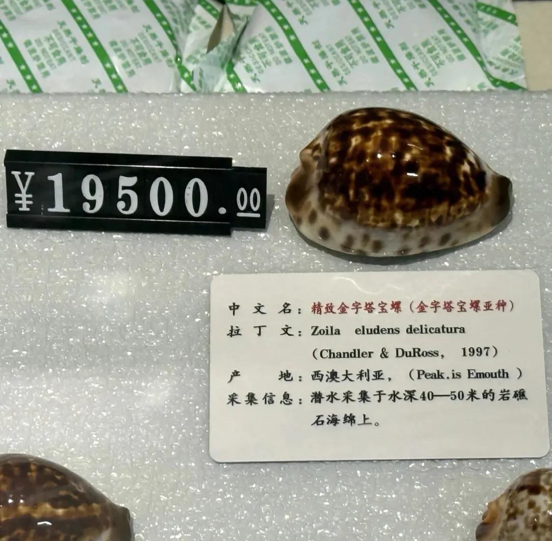 大开眼界！两枚深海宝螺，精致金字塔宝螺标价19500元，凯蒂宝螺高达198800