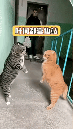 狸花猫的无影腿和迷踪拳把大橘整的眼花缭乱、节节败退。楼道里，狸花猫和大橘打了起