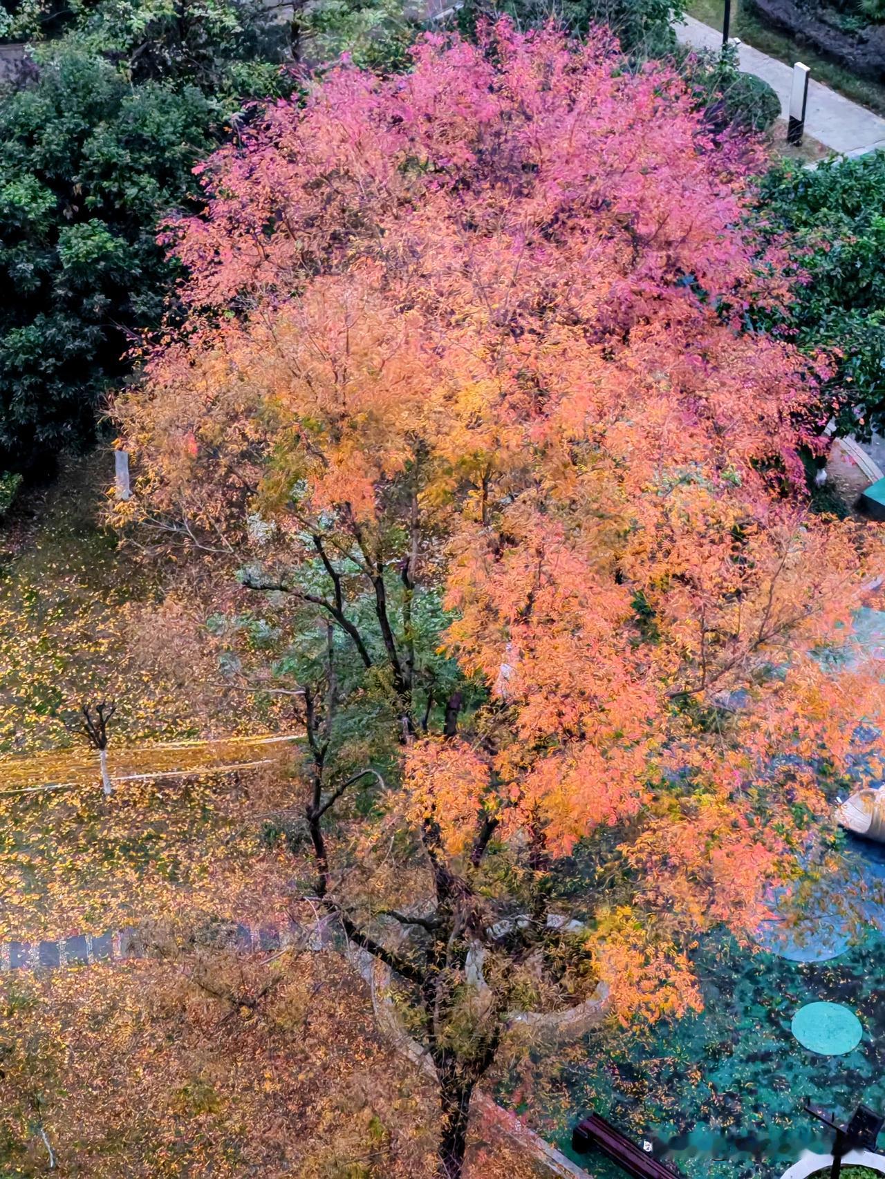 重庆12月有秋色，小区里的红叶树，真的美成了一幅油画！风一吹，满树的红叶沙沙作