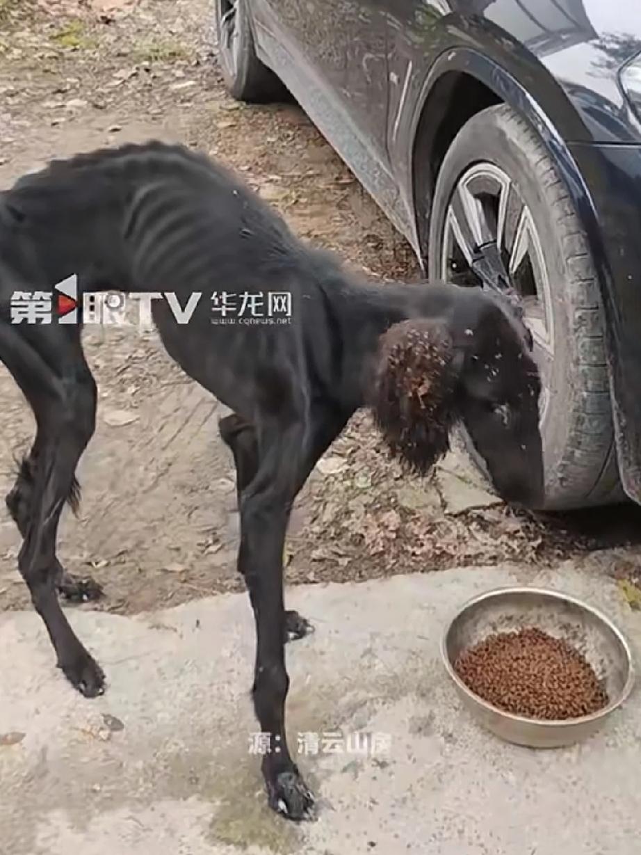 重庆一女子在南山上遇到了一只流浪狗，骨瘦如柴当时分不清是羊还是狗，怎么还瘦成这样
