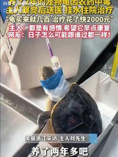 “这只乌龟火了！”2日，苏州，男子花几百块买了一只乌龟养了几年，不料邻居打农药后