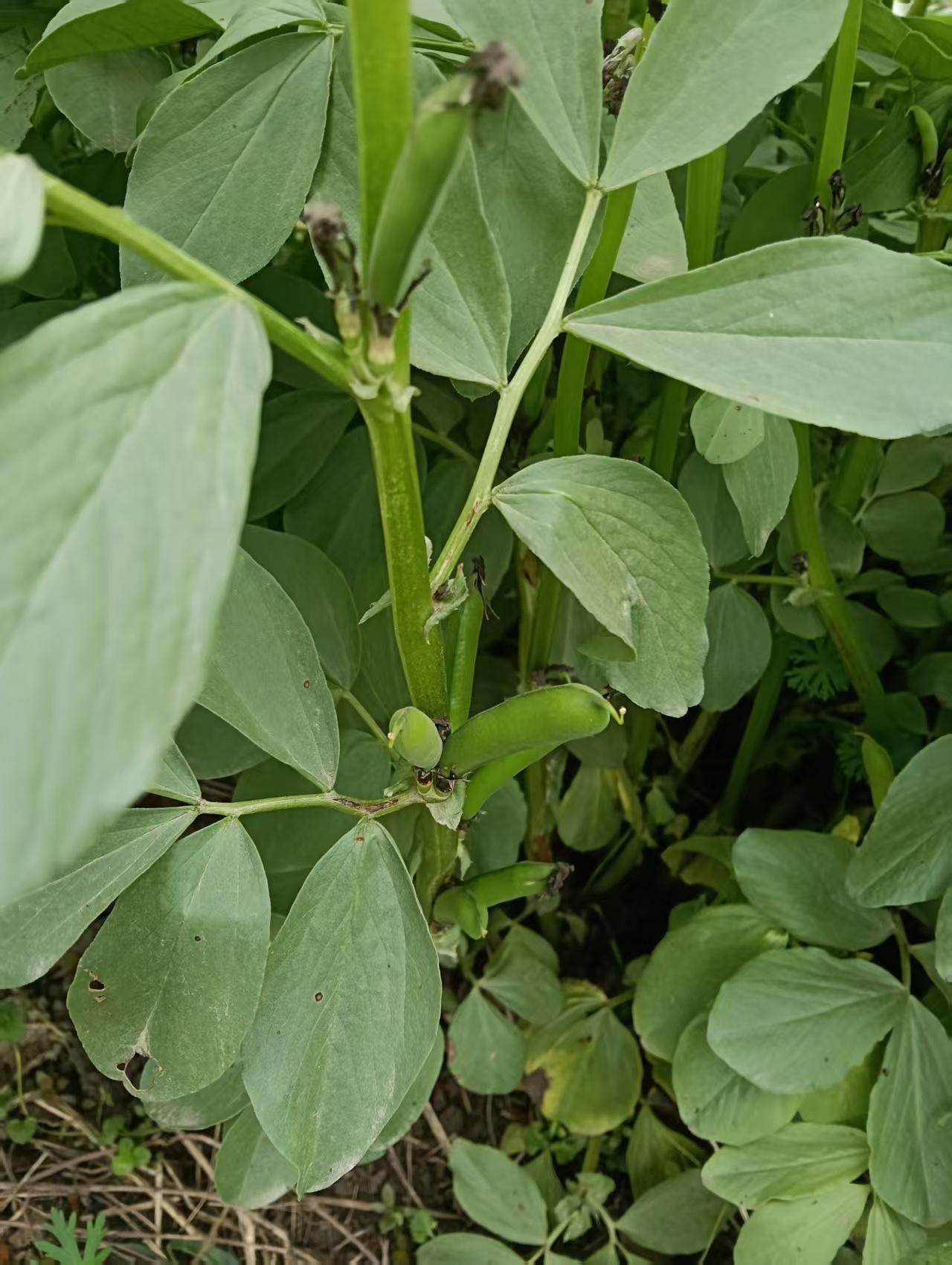 三天前，真正意义上的江南一带露天蚕豆长势……