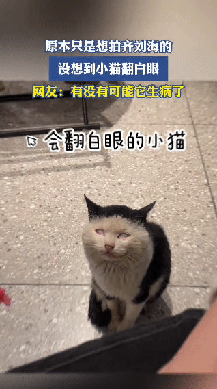 本来是想拍桌上的烤串，结果镜头扫到旁边这只黑白猫——正耷拉着脑袋，一副“别烦我”