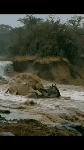 都说兔子急了还咬人，真把动物逼到绝路，那股狠劲真吓人！一头角马被狮子死死咬住，怎