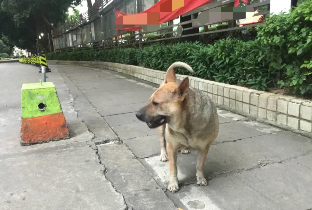 据悉，女子张某在一家皮具养护店当裱花工。女子韦某系隔壁某公司一员工。韦某养了一