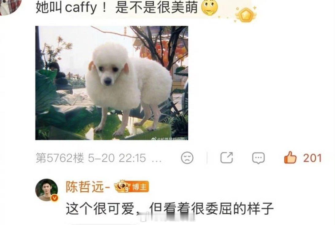 陈哲远翻牌夸赞狗狗“这个很可爱，但看着很委屈的样子”，原来这个狗狗是陈奕恒的，这