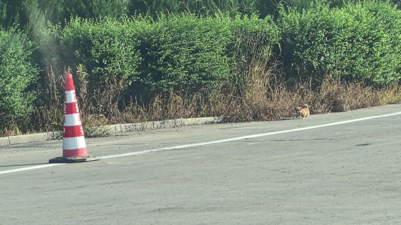 🚗高速偶遇可爱狗狗，快跟我回家！🐕‍🦺沪蓉高速上看到一只小小的狗狗，不像流