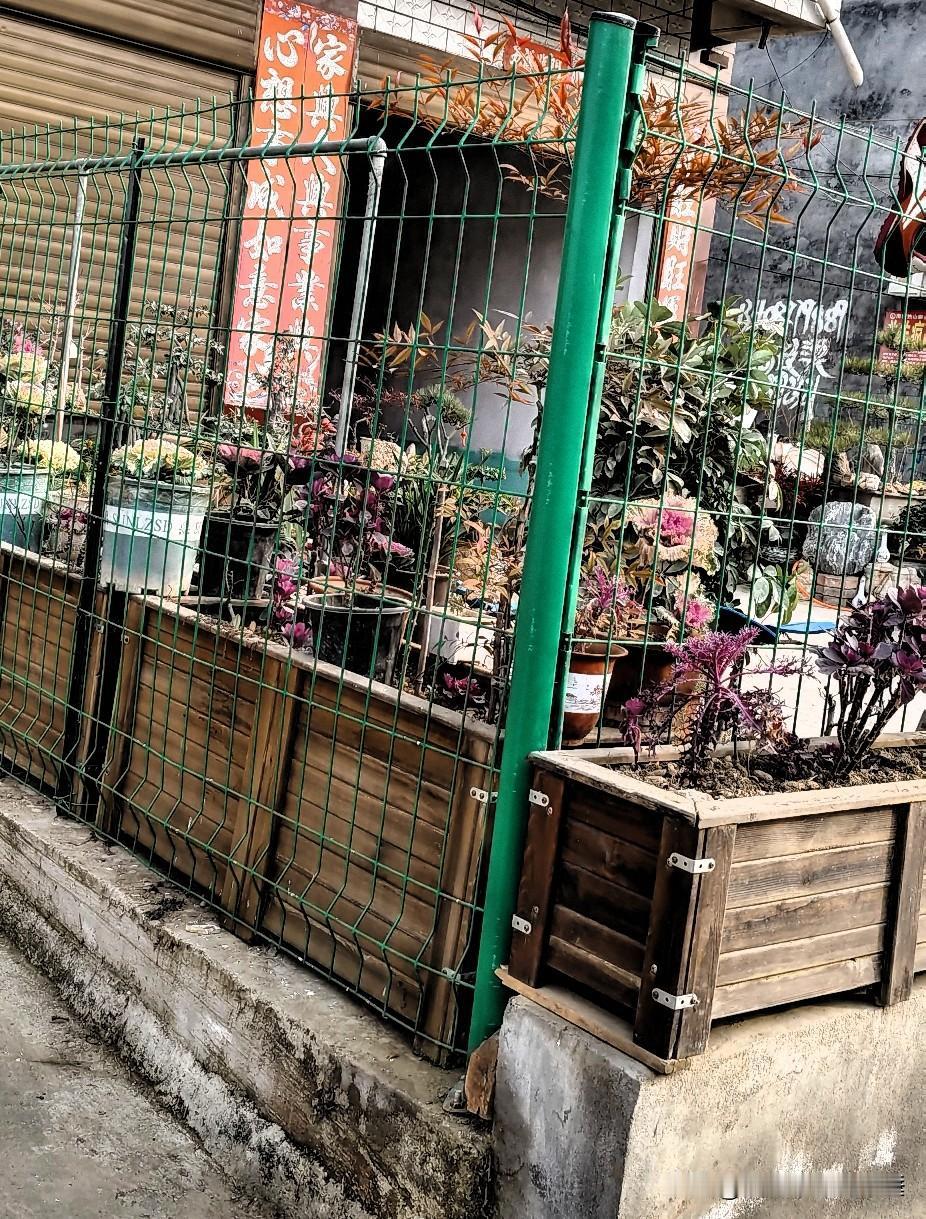 我家门口这小花园，是我每天最愿意待的地方。开春之后，各色花草就开始热闹起来，有