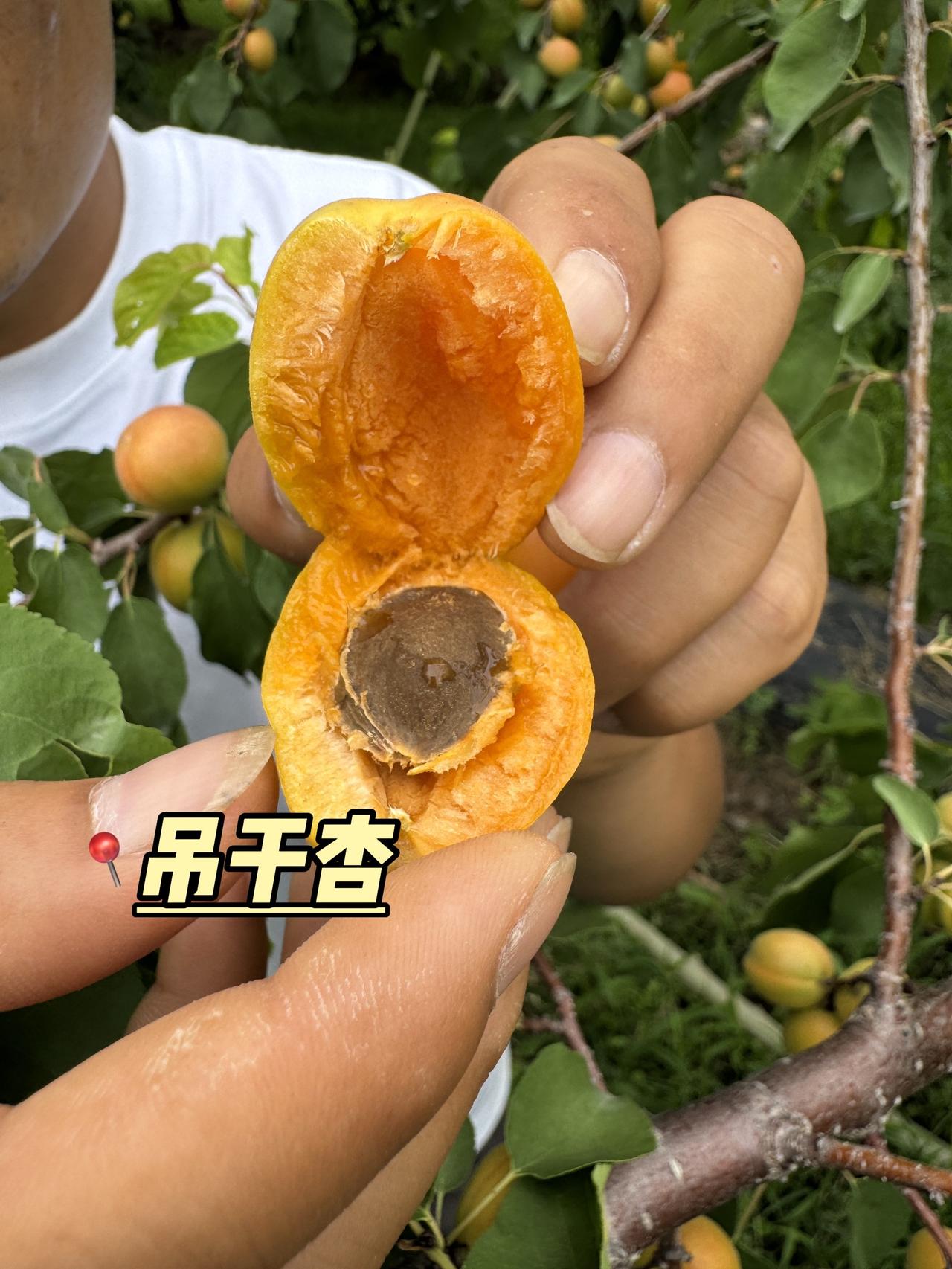哈哈😄又有意外收获，巨好吃的吊干杏不用去新疆也能吃到啦优质农产品硕果累累