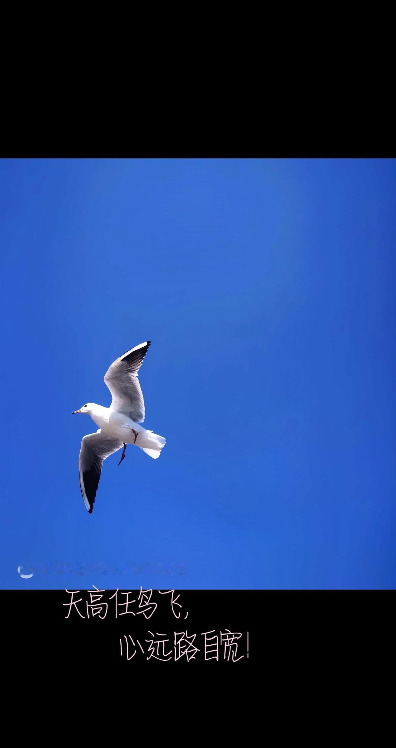 风景随拍，治愈惬意！治愈系天空风景风光摄影治愈系风景红嘴鸥
