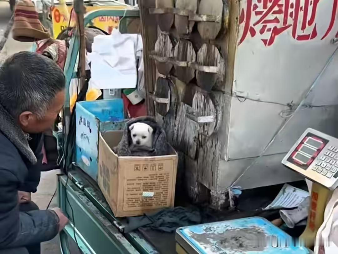 这也太暖了！东北烤地瓜大爷捡了只流浪小奶狗，用保温毡子把它包起来收养，看小狗的样