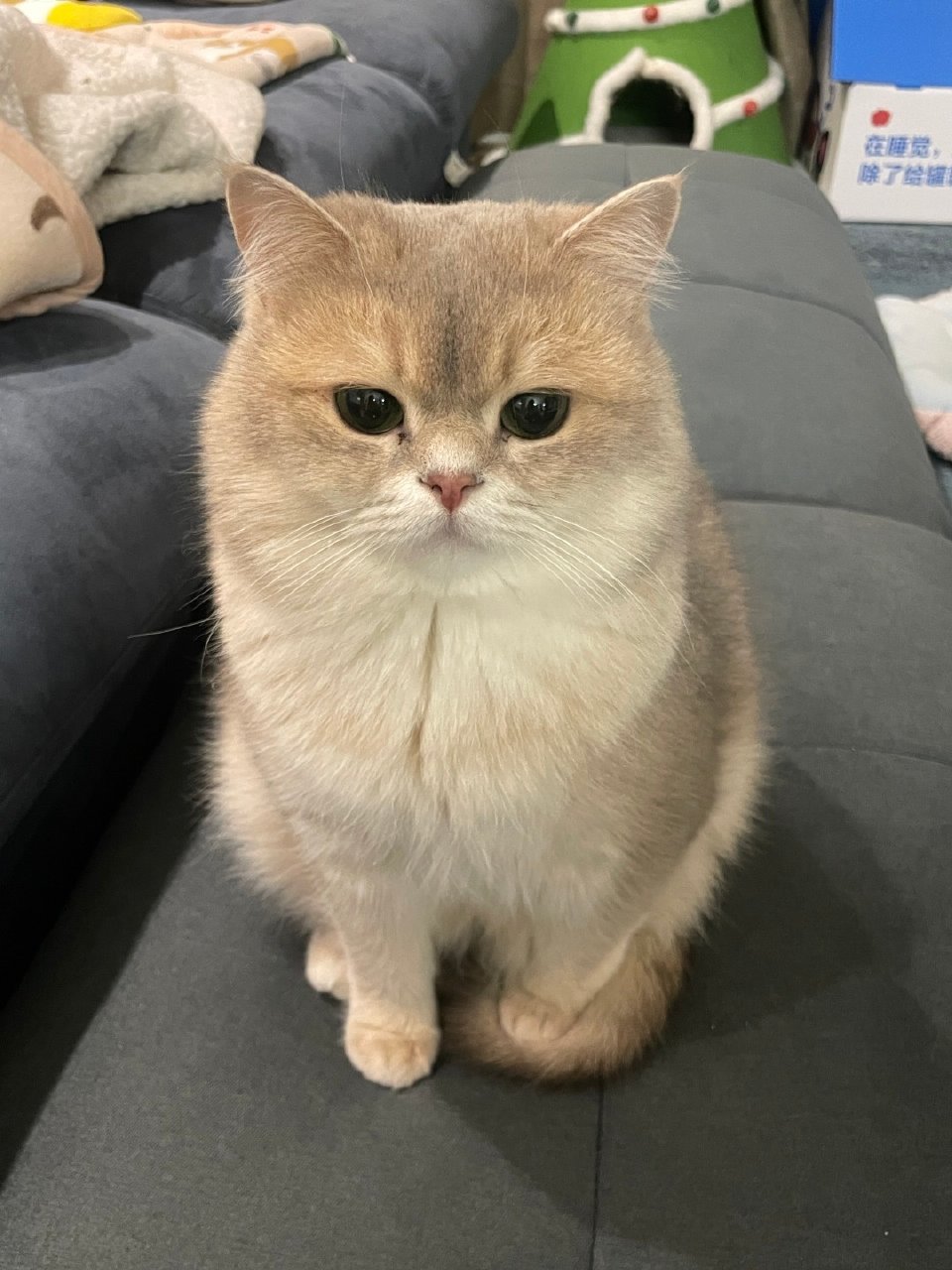 该不该提醒猫猫踩到自己尾巴了​​​