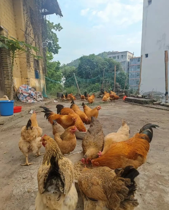 太尴尬啦，我怀孕了想吃鸡，我去叔叔家拿了5只，还留下200元，叔叔不肯收。可