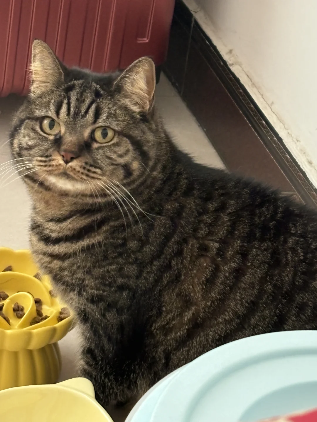 养猫四年，真心推荐新手领养大猫