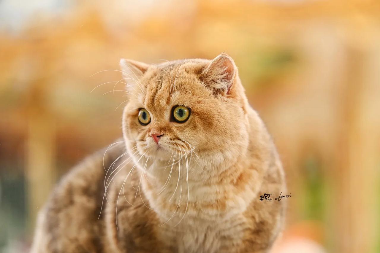 咪：今天我第一次出门，让你们看看什么叫初来乍到🥳【西安拍摄】