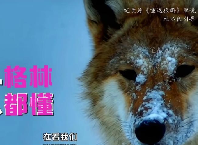 狼的忠诚有多可怕？它等了七年，等一个永远不会回来的家。格林不是狗，是狼。但