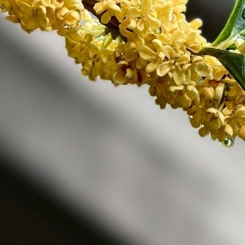 桂花的种植方法一、选择时间：在种植桂花之前，有必要知道最合适的时间，春天更适